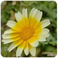 老王论坛VIP账号共享