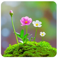 老王论坛账号购买